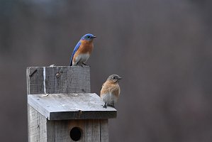 Bluebird, Eastern, 2018-04089557 Westborough, MA